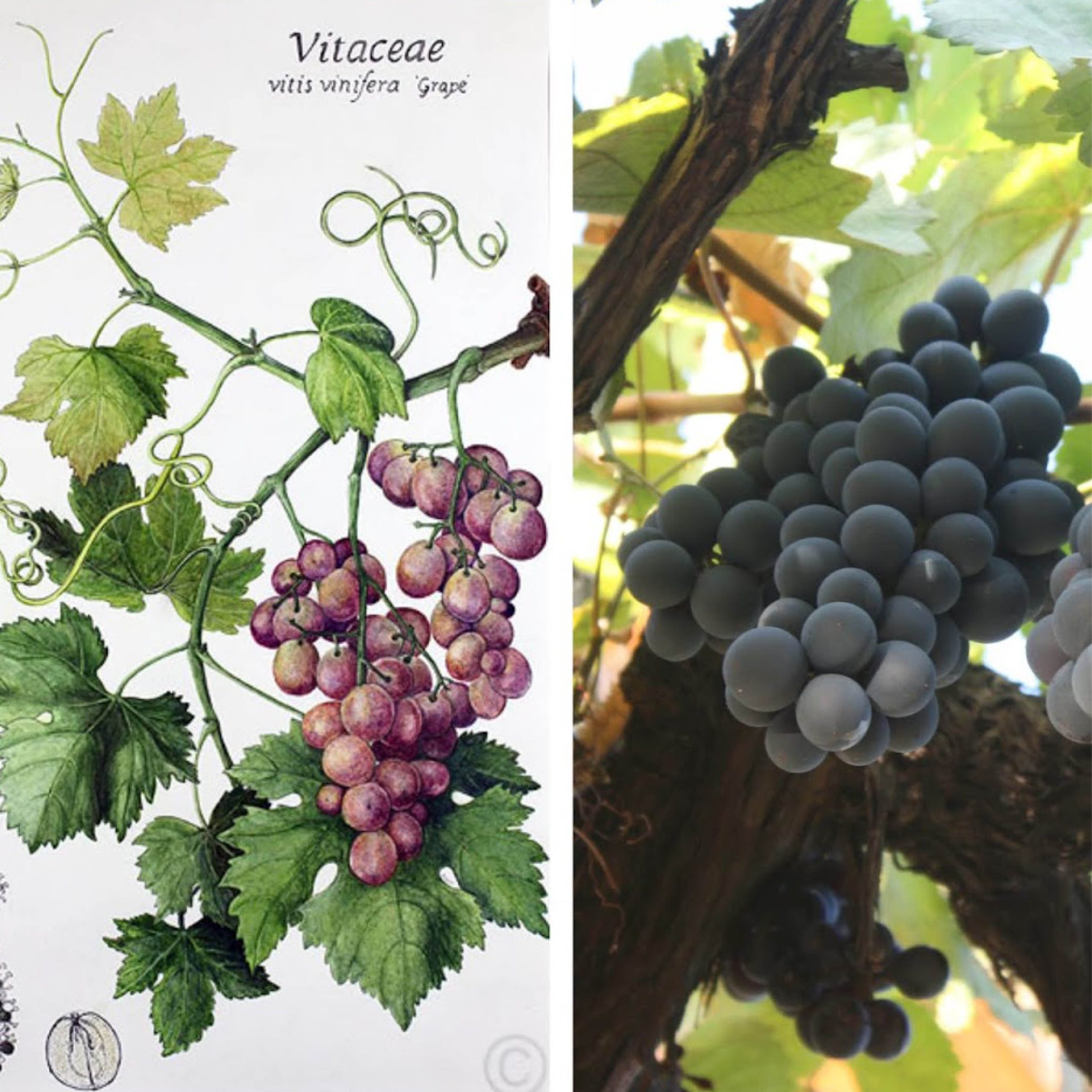 European grapevine is one of 60 species of grapevine and 8,000+ cultivars found all over the world.