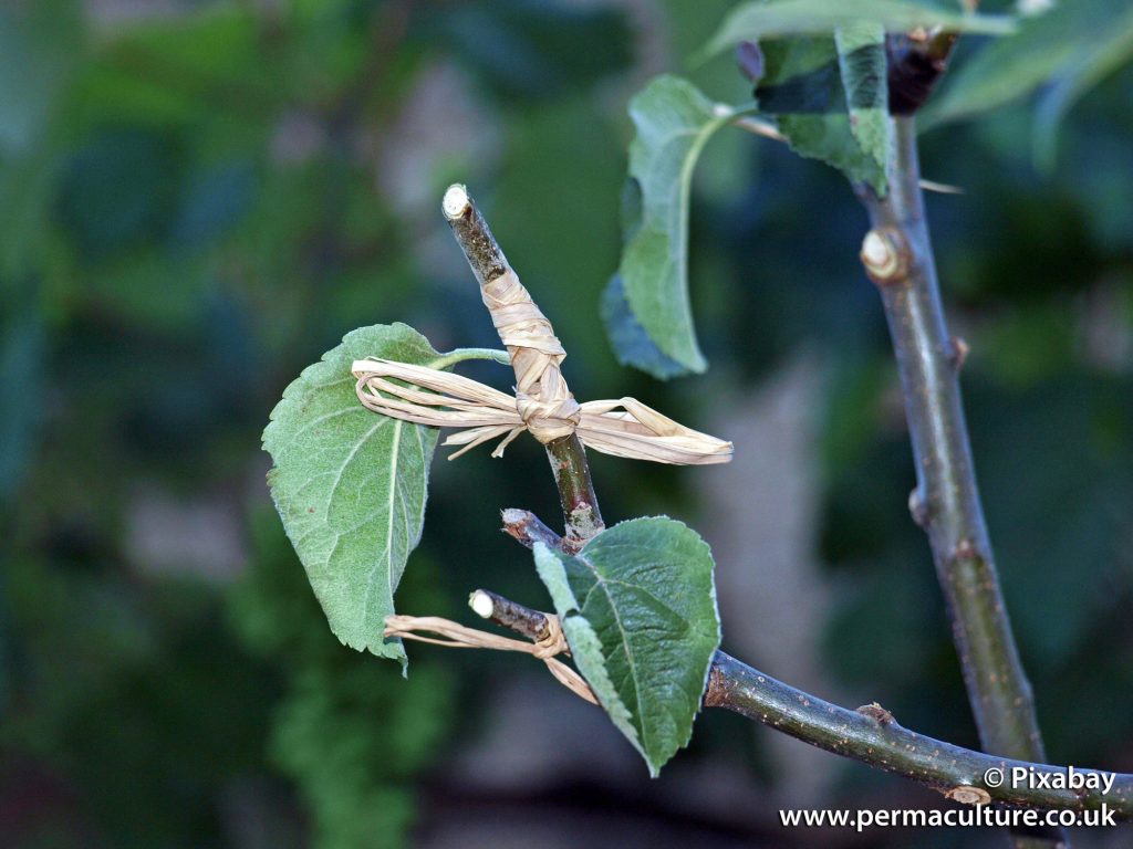 Beginner's Guide to Propagating Fruit - Permaculture