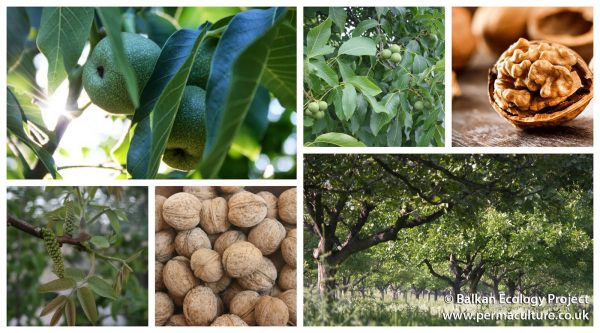 Why You Should Grow Walnuts (Juglans regia) - Permaculture