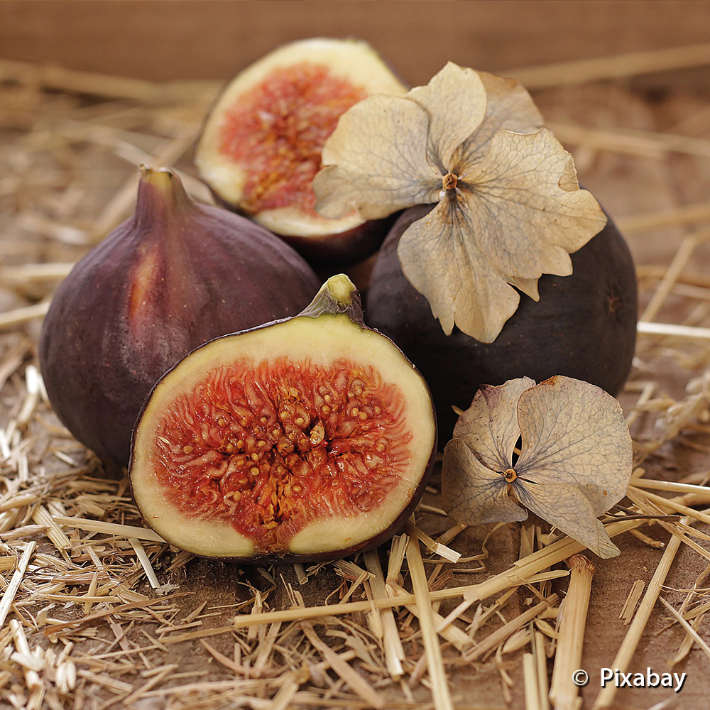 All You Need to Know About Figs – Ficus carica