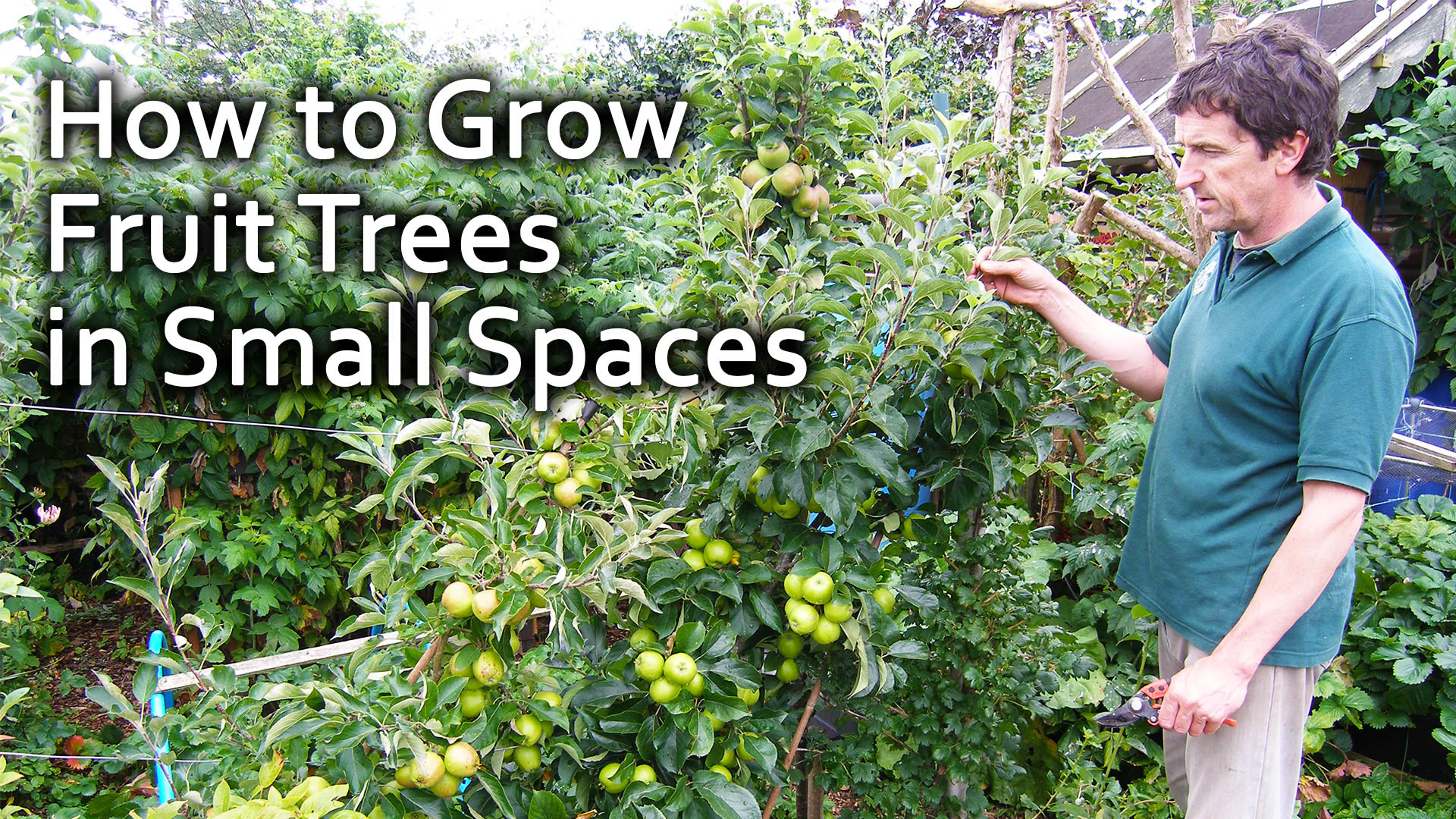 Top Story: How to Grow Fruit Trees in Small Spaces