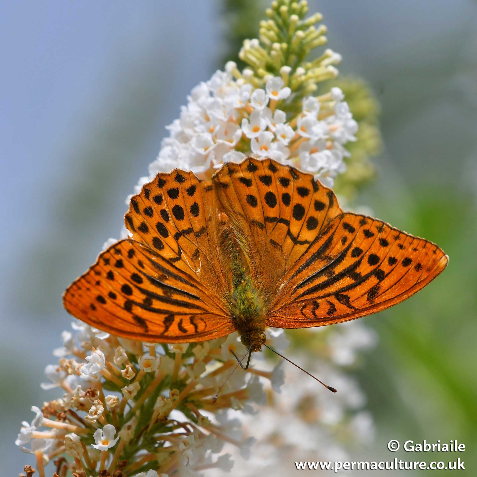 Silver-washed fritillary butterfly – just one of the species that came back once Maddy Harland began stewarding a woodland