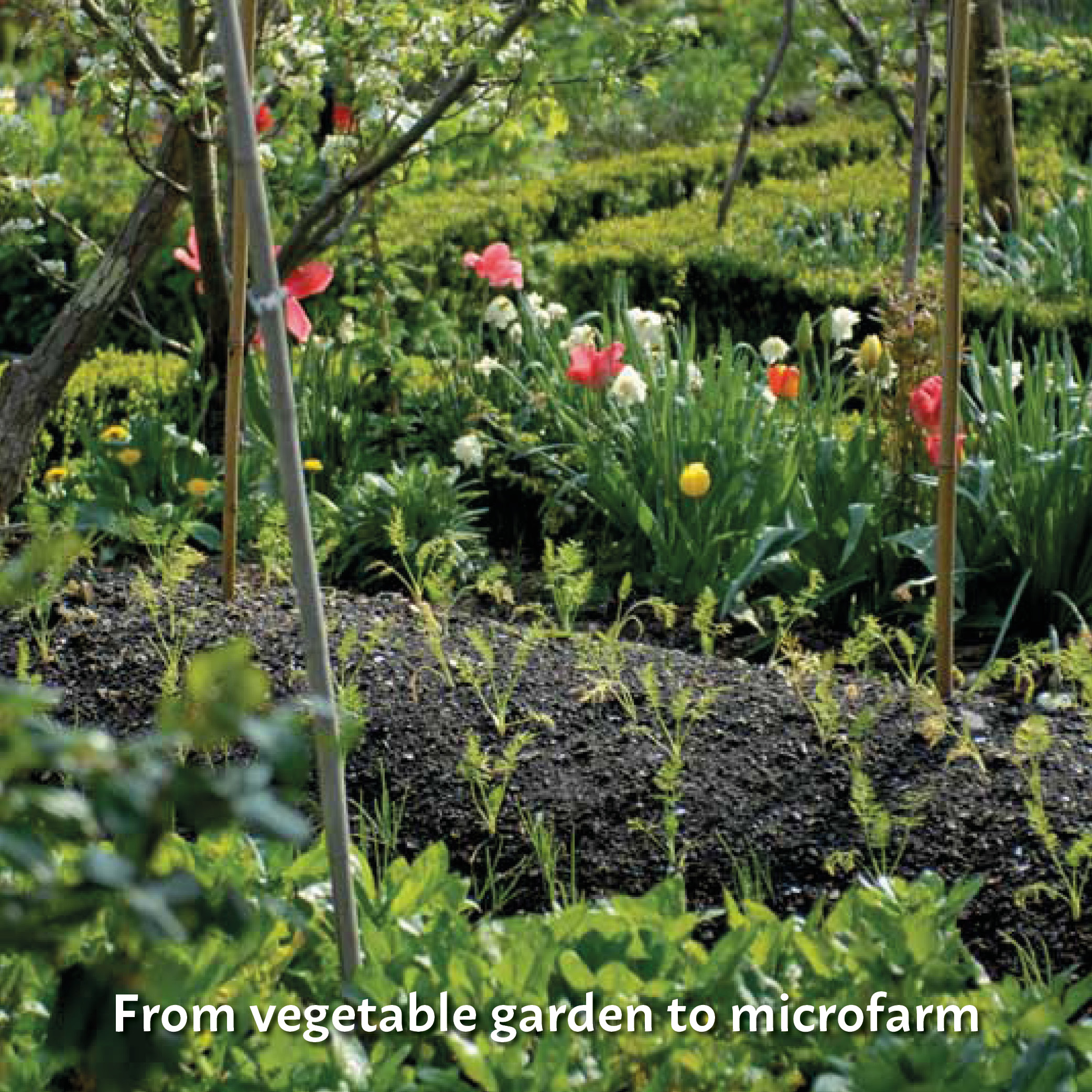 Top Story: From Vegetable Garden to Microfarm