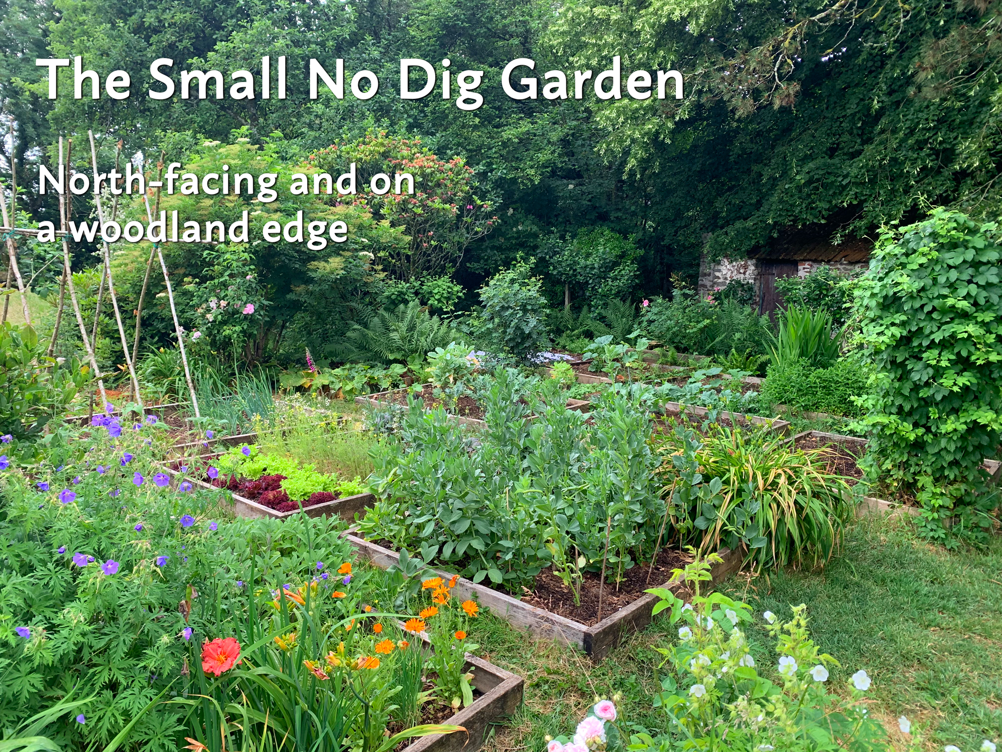 Maddy Harland, Permaculture magazine editor, gives a tour of her small, no dig garden, on a north-facing woodland edge.