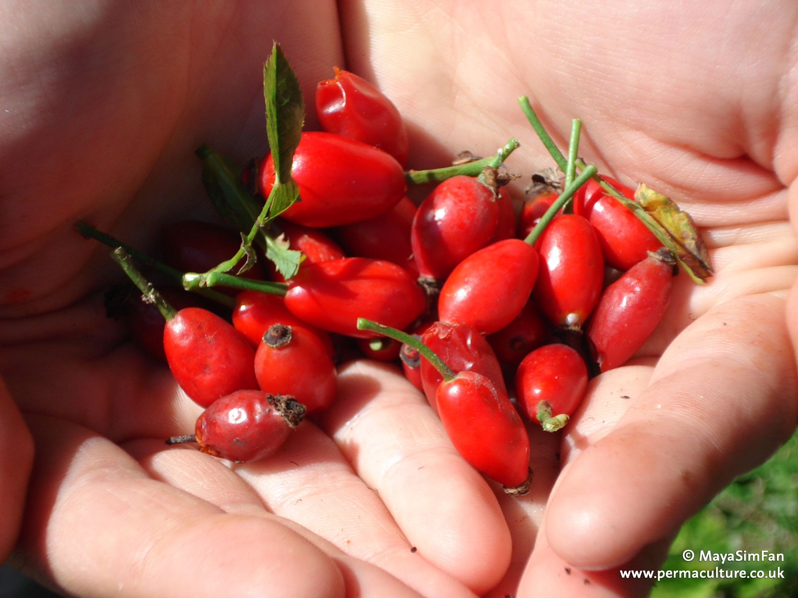 Rosehips are highly nutritious, offering a range of minerals, vitamins and antioxidants.